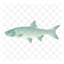 Asp Fish  Icon