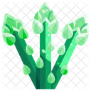 Asparagus Vegetable Organic Icon