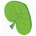 Leaf Plant Nature Icon