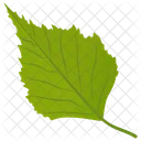 Aspen Leaf Birch Leaf Green Leaf Icon