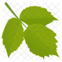 Aspen Leaves  Icon