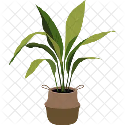 Aspidistra elatior  Icon