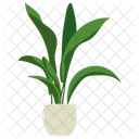 Pianta in vaso Aspidistra  Icon