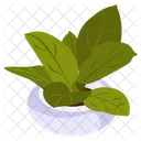 Aspidistra 식물  아이콘