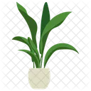 Aspidistra Potted Plant Icon