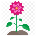 Aster blume pflanze  Symbol