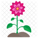 Aster Flower Plant  Icon