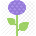 Aster  Icono