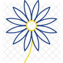 Aster Aster Flower Blossom Icon