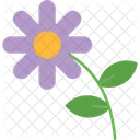Asteraceae Asterales Blossom Icon