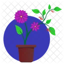 Violet Astra Plant Icon