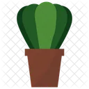 Pianta in vaso Astrophytum  Icon