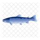 Atlantic Salmon  Icon