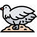 Auerhahn Lagopus Vogel Symbol