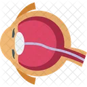 Auge Augapfel Intern Symbol