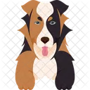 Australian Shepherd Dog Pet Icon