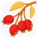 Autumn Cherries Berries Fruit Icon