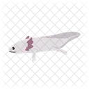 Axolotl Animal Zoo Icon