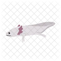 Axolotl  Icon