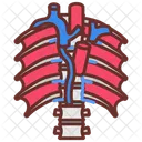 Azygos vein  Icon