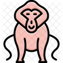 Baboon  Icon