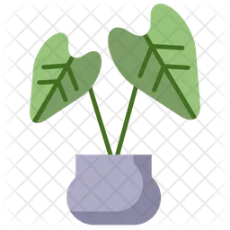 Baby Rubber Plant  Icon