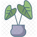 Baby Rubber Plant  Icon