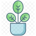 Baby Rubber Plant Baby Rubber Plant Icon