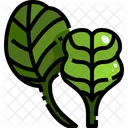 Baby Spinach  Icône
