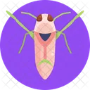 Backswimmer Bug Insect Icon