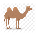 Bactrian Camel Camel East Icon