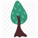 Balsam Fir Tree Forest Icon