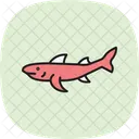 Bamboo Shark Bamboo Shark Icon