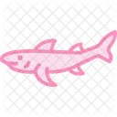 Bamboo shark  Icon