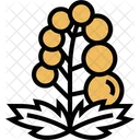 Baneberry Fruits  Icon