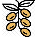 Barberry Ripe  Icon