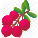 Bärentraube  Symbol