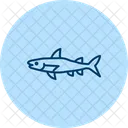 Barracuda Ocean Marine Icon