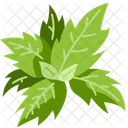 Basil  Icon