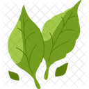 Basil Greenery Growth Icon