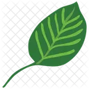 Basil Leaf  Icon