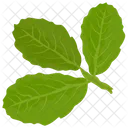 바질 잎  아이콘