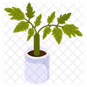 Basil Plant  Icon