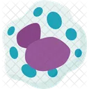Basophils Cell Lymphocyte Icon