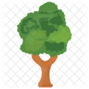 Basswood Tree  Icon