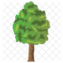 Basswood Odorless Wood Icon