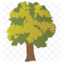 Basswood Tree  Icon