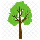 Árvore de tília  Ícone
