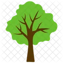 Basswood Tree Odorless Icon