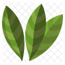 Bay Leaf Herbal Spices Icon